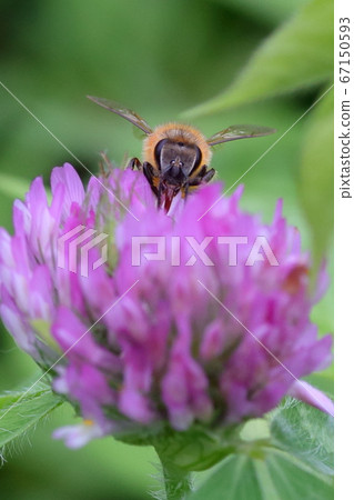 蜜蜂和花④ 蜜蜂和花④ 67150593