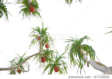 Amami Oshima Orange Adan Fruit Background 2 Amami Oshima Orange Adan Fruit Background 2 67150600