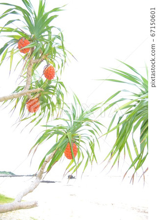 ami美大島橙色阿丹水果背景3 67150601