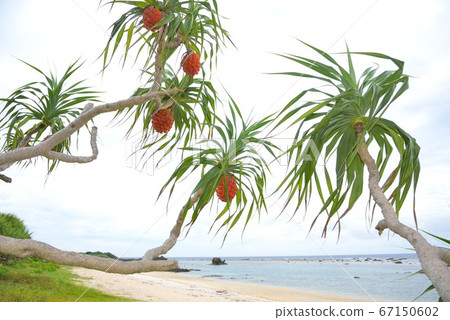 ami美大島橙色阿丹水果背景4 67150602