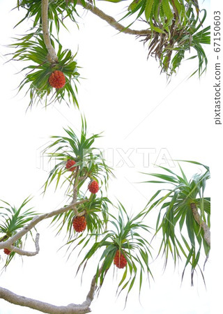 Amami Oshima Orange Adan Fruit Background 5 Amami Oshima Orange Adan Fruit Background 5 67150603