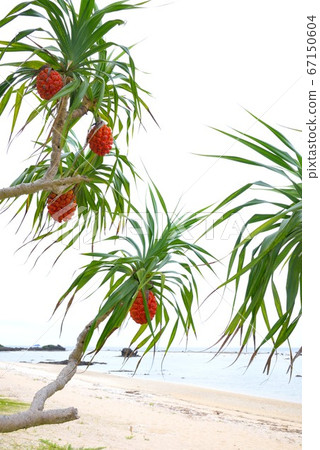 ami美大島橙色阿丹水果背景6 67150604