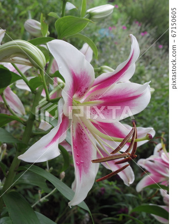 Yuri-Pink輝煌- Yuri-Pink輝煌- 67150605