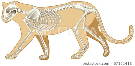 Outline of leopard and the skeleton on white 67151418