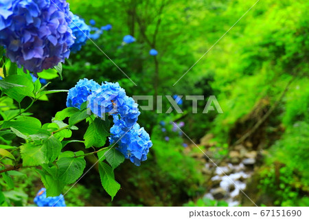Akiruno City Minamizawa Hydrangea Mountain Akiruno City Minamizawa Hydrangea Mountain 67151690