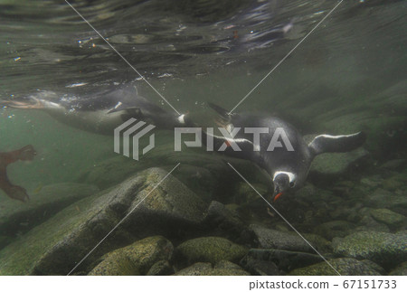 Underwater gentoo penguin Underwater gentoo penguin 67151733