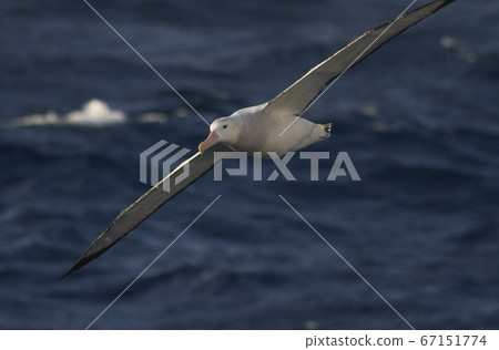 Watari信天翁 Watari信天翁 67151774