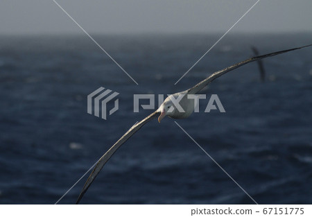 Watari信天翁 Watari信天翁 67151775