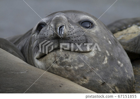 南像海豹 67151855
