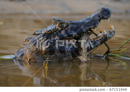 Caiman Caiman 67151949