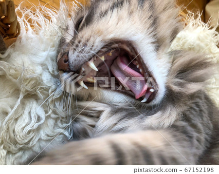 opened mouth of a tabby cat yawning 67152198