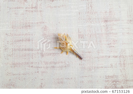 Miscellaneous goods seashell 67153126