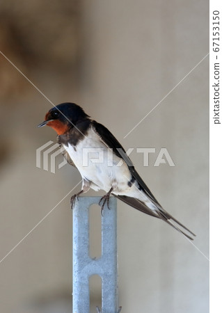 Swallow  67153150