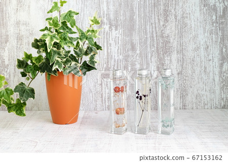 Miscellaneous goods Herbarium and Ivy 67153162