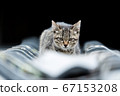 cat on the roof  67153208
