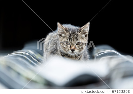 cat on the roof cat on the roof 67153208