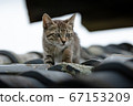 cat on the roof 67153209