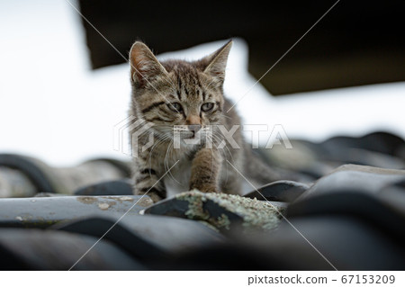 cat on the roof cat on the roof 67153209