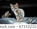 cat on the roof 67153210
