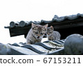 cat on the roof 67153211