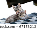 cats on the roof 67153212
