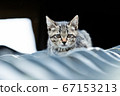 cat on the roof 67153213