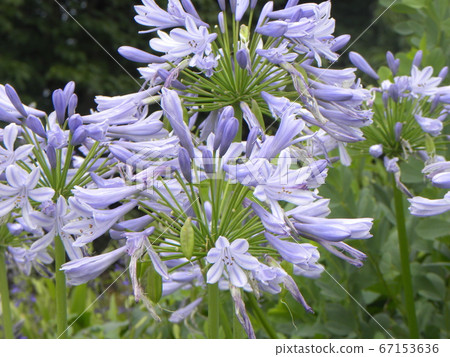 Agapanthus blue flower 67153636