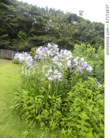 White flowers of Agapanthus White flowers of Agapanthus 67153637