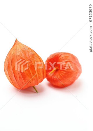 地面櫻桃 地面櫻桃 67153679