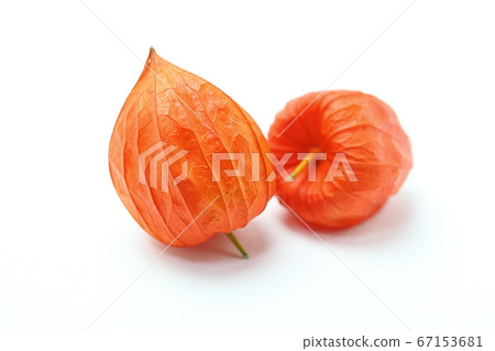 地面櫻桃 67153681