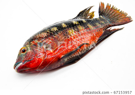 羅非魚白色背景 羅非魚白色背景 67153957