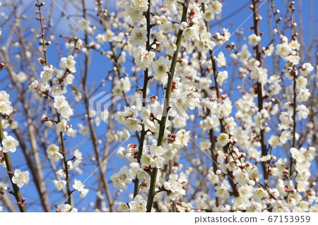 Plum blossom Plum blossom 67153959