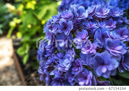Blue Hydrangea macrophylla blossom 67154104