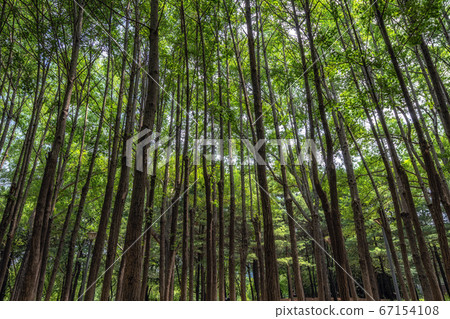 Ginkgo biloba Ginkgo biloba 67154108