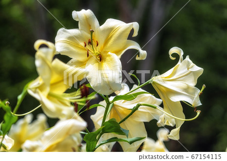 Lily flowers blossom Lily flowers blossom 67154115