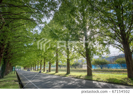Fresh green metasequoia trees (Shiga Prefecture) 67154502