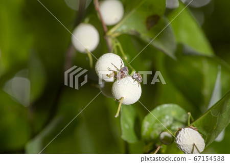 Ego-bearded weevil Ego-bearded weevil 67154588