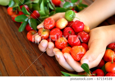 Freshly harvested acerola harvest Freshly harvested acerola harvest 67154589