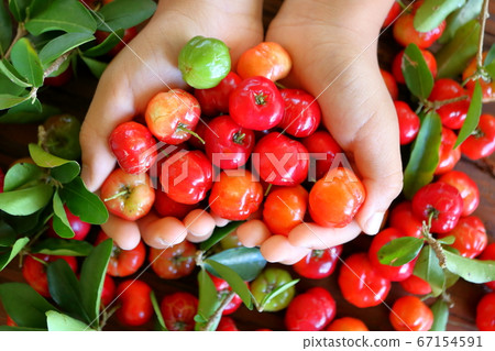 Freshly harvested acerola harvest 67154591