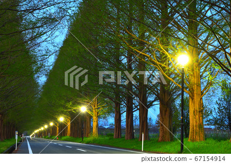 Metasequoia A tree-lined dawn 67154914