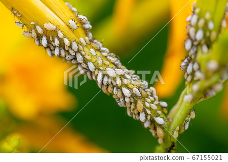 Lily aphid 67155021