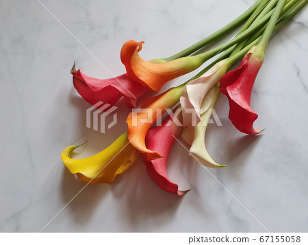in a bouquet of colored potassium. Floral background. Background in a bouquet of colored potassium. Floral background. Background 67155058