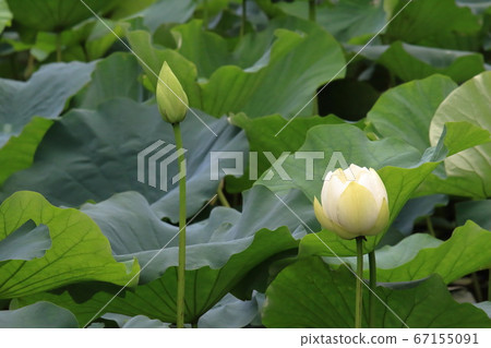 White lotus of Tsuruoka Hachimangu Shrine Genpei Pond 67155091