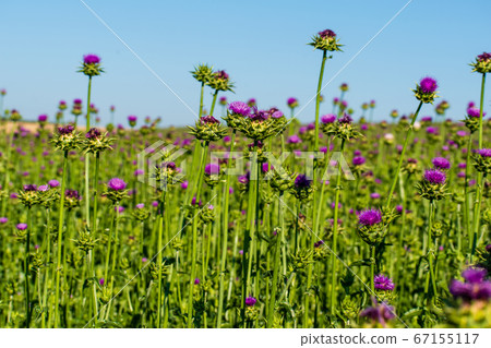 Milk thistle blooms. Growing a medicinal plant on Milk thistle blooms. Growing a medicinal plant on 67155117