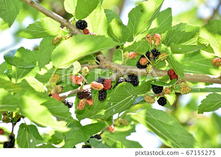 Mulberry  67155275