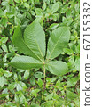 leaf 67155382