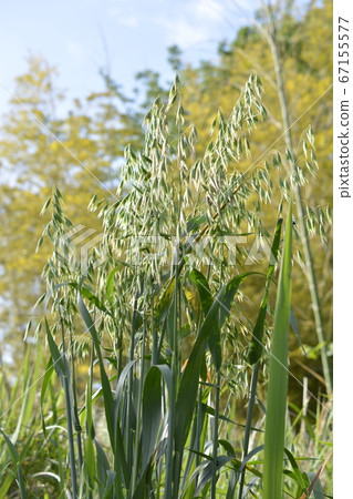 Cat grass grown from seeds, oats, oats, oats, pets, home gardening, image material Cat grass grown from seeds, oats, oats, oats, pets, home gardening, image material 67155577