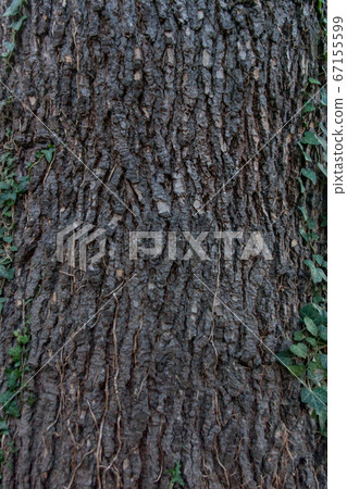 UK tree trunk surface UK tree trunk surface 67155599