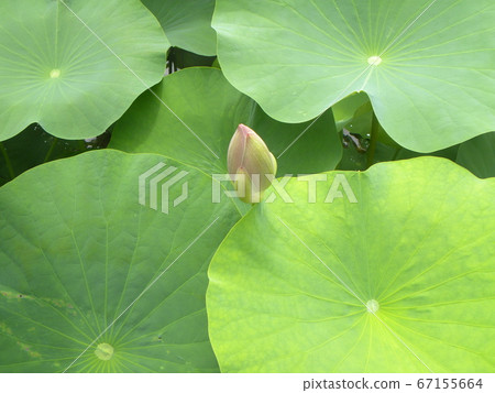 在千葉公園的Ogajas的芽 67155664