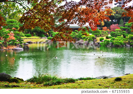 A Japanese garden where you can see the maple leaves in autumn colors A Japanese garden where you can see the maple leaves in autumn colors 67155935